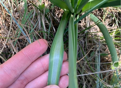 Leaf showing venation and silvery stripe